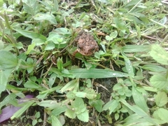 Incilius coccifer