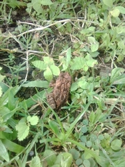 Incilius coccifer