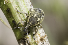 Larinus onopordi
