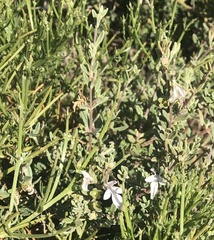 Teucrium brevifolium