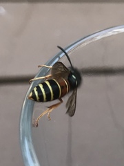 Vespula rufa