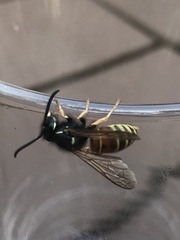 Vespula rufa