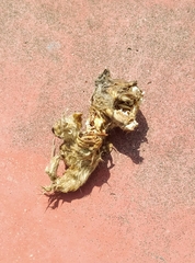 Bassariscus