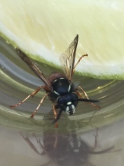 Vespula rufa