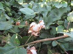 Gossypium hirsutum