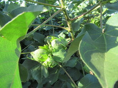 Gossypium hirsutum