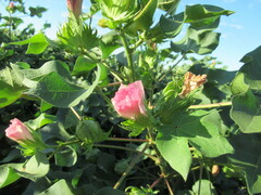 Gossypium hirsutum