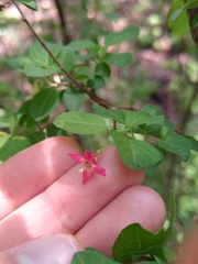 Fuchsia thymifolia