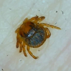 Amblyomma maculatum