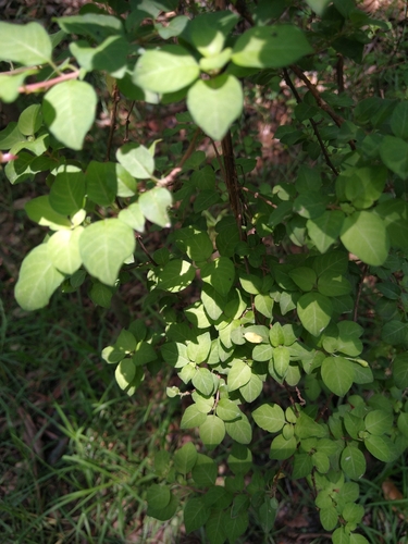 Image of Fuchsia thymifolia by (c) Jordi Martínez Martínez, some rights reserved (CC BY)