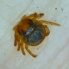 Amblyomma maculatum