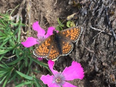 Melitaea varia