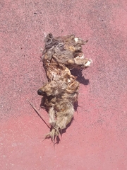 Bassariscus