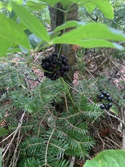 Eleutherococcus senticosus