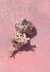 Bassariscus
