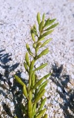 Cakile constricta