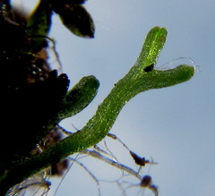 Riccia stricta