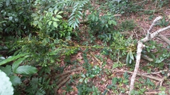 Vriesea rubroviridis