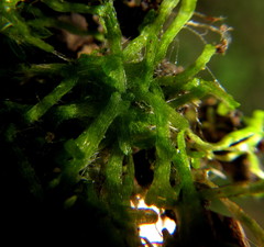 Riccia stricta