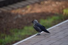 Corvus monedula