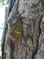 Cryptotympana facialis
