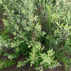 Quercus pumila