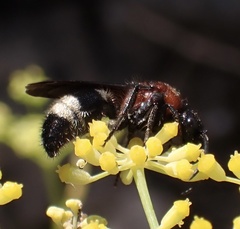 Ronisia