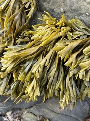 Pelvetiopsis limitata