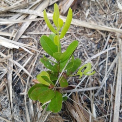 Geobalanus oblongifolius