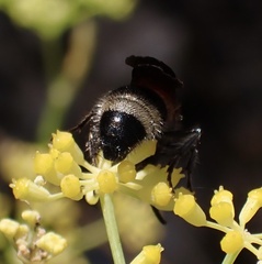Ronisia