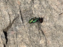 Cicindela denikei