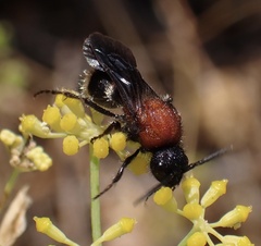 Ronisia