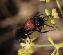 Ronisia