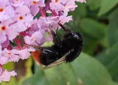 Bombus lapidarius