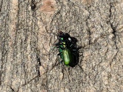 Cicindela denikei