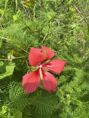 Hibiscus coccineus