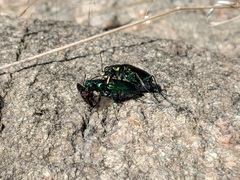 Cicindela denikei