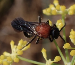 Ronisia