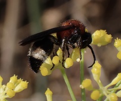 Ronisia