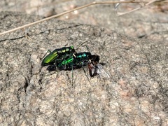 Cicindela denikei