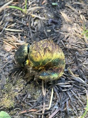 Gastroboletus