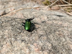 Cicindela denikei