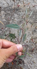 Atriplex patens