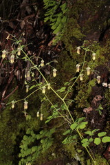 Thalictrum gibbosum