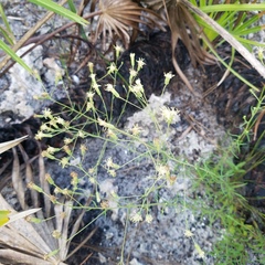 Brickellia eupatorioides floridana