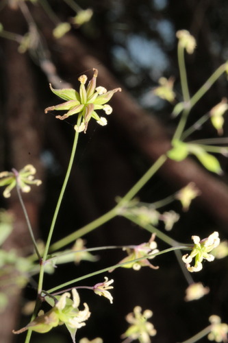 Image of Thalictrum gibbosum by (c) Arturo Castro Castro, some rights reserved (CC BY)
