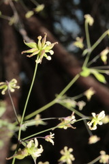 Thalictrum gibbosum