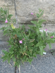 Epilobium hirsutum