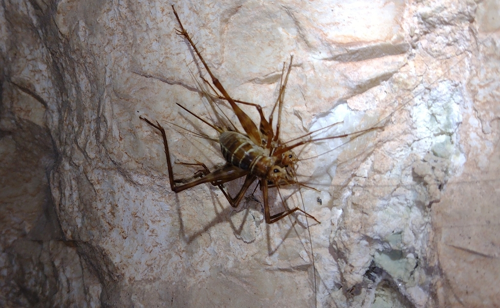 Mayagryllus yucatanus