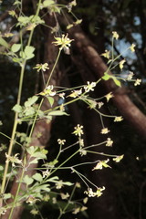 Thalictrum gibbosum